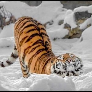 Meet your Posher, Xiaoting